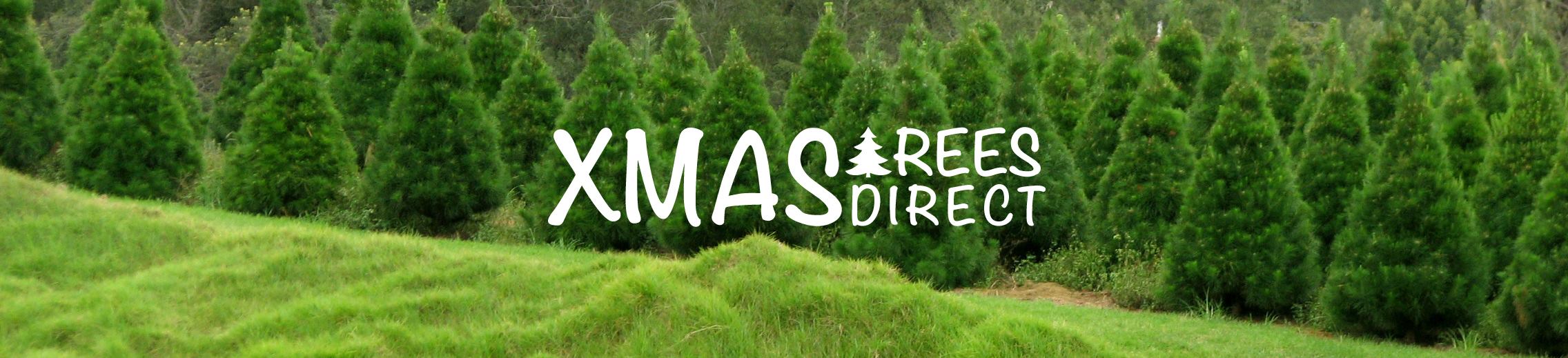 Real Christmas Trees Christchurch Xmas Trees Direct