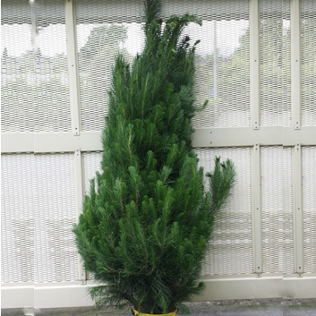 real christmas tree large