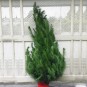 real christmas tree medium
