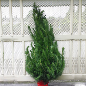 Real Christmas Trees Medium Xmas Direct
