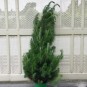 real christmas tree small